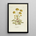 Ranunculus - Carington Bowles — framed artwork on a wall