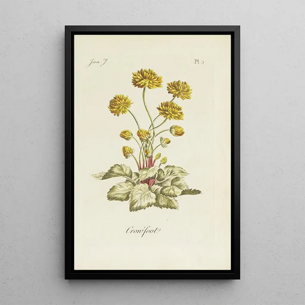Ranunculus - Carington Bowles — framed artwork on a wall