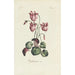 Cyclamen - Carington Bowles — artwork view