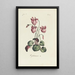 Cyclamen - Carington Bowles — framed artwork on a wall