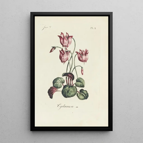Cyclamen - Carington Bowles — framed artwork on a wall