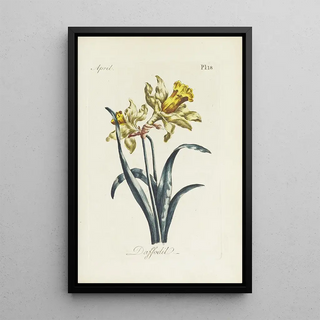 Reproduction of the painting Jonquille - Carington Bowles