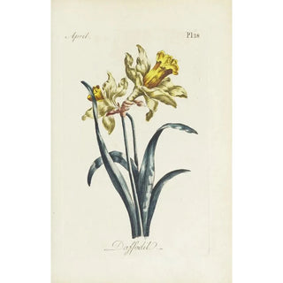 Reproduction of the painting Jonquille - Carington Bowles