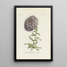 Reproduction of the painting Aster of China double - Carington Bowles