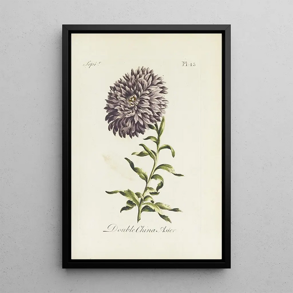 Reproduction of the painting Aster of China double - Carington Bowles
