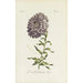 Reproduction of the painting Aster of China double - Carington Bowles
