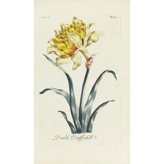 Jonquille double - Carington Bowles — artwork view