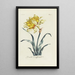 Jonquille double - Carington Bowles — framed artwork on a wall