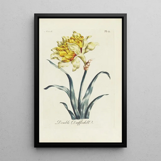 Jonquille double - Carington Bowles — framed artwork on a wall