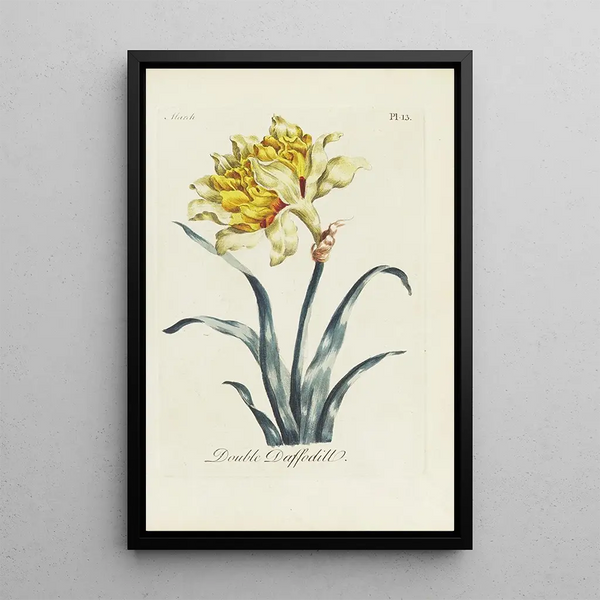 Jonquille double - Carington Bowles — framed artwork on a wall