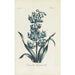 Hyacinth double - Carington Bowles — artwork view