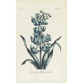 Hyacinth double - Carington Bowles — artwork view