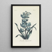 Hyacinth double - Carington Bowles — framed artwork on a wall