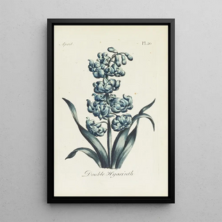 Hyacinth double - Carington Bowles — framed artwork on a wall