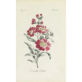 Reproduction of the painting Giroflée double - Carington Bowles
