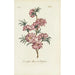 Double Almond Blossom - Carington Bowles — artwork view