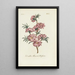 Double Almond Blossom - Carington Bowles — framed artwork on a wall