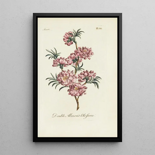 Double Almond Blossom - Carington Bowles — framed artwork on a wall
