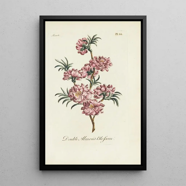 Double Almond Blossom - Carington Bowles — framed artwork on a wall