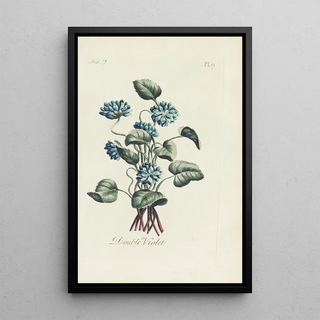 Violette double - Carington Bowles — framed artwork on a wall