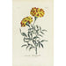 French Marigold Painting - Carington Bowles — artwork view