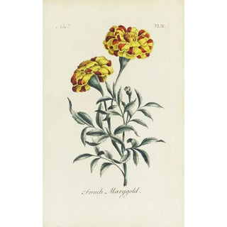 French Marigold Painting - Carington Bowles — artwork view