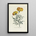 French Marigold Painting - Carington Bowles — framed artwork on a wall