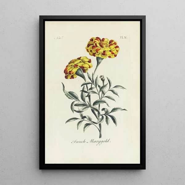 French Marigold Painting - Carington Bowles — framed artwork on a wall