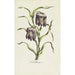 Fritillary Painting - Carington Bowles — artwork view