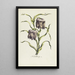 Fritillary Painting - Carington Bowles — framed artwork on a wall