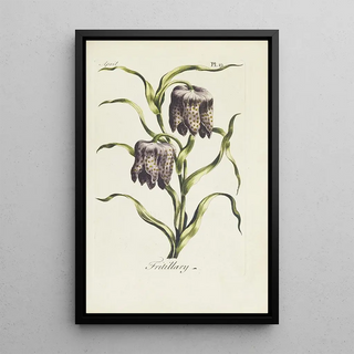 Fritillary Painting - Carington Bowles — framed artwork on a wall