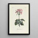 Reproduction of the painting Geranium - Carington Bowles