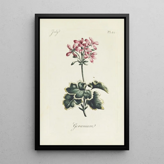 Reproduction of the painting Geranium - Carington Bowles