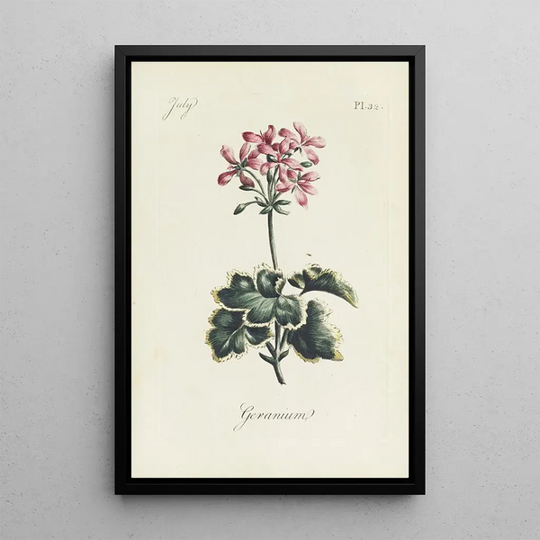 Reproduction of the painting Geranium - Carington Bowles
