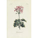 Reproduction of the painting Geranium - Carington Bowles