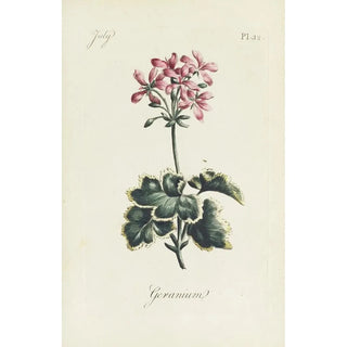 Reproduction of the painting Geranium - Carington Bowles