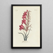 Glaïeul - Carington Bowles — framed artwork on a wall
