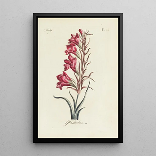 Glaïeul - Carington Bowles — framed artwork on a wall
