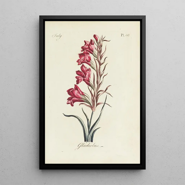 Glaïeul - Carington Bowles — framed artwork on a wall
