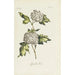 Viorne obier - Carington Bowles — artwork view