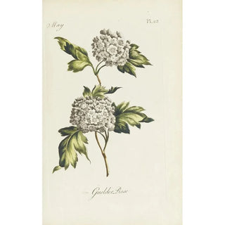 Viorne obier - Carington Bowles — artwork view