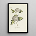 Viorne obier - Carington Bowles — framed artwork on a wall