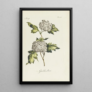Viorne obier - Carington Bowles — framed artwork on a wall