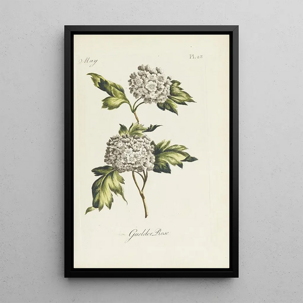 Viorne obier - Carington Bowles — framed artwork on a wall