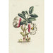 Hellebore - Carington Bowles — artwork view