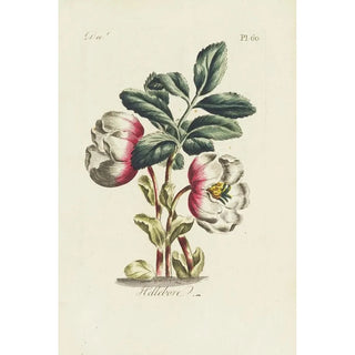 Hellebore - Carington Bowles — artwork view