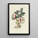 Hellebore - Carington Bowles — framed artwork on a wall