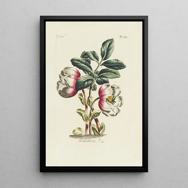 Hellebore - Carington Bowles — framed artwork on a wall