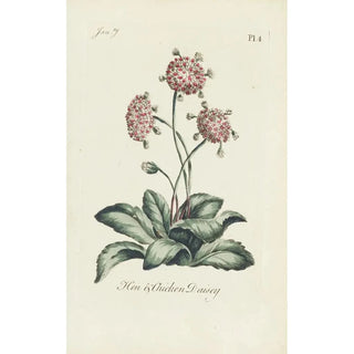 Marguerite hen and chick - Carington Bowles — artwork view