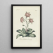 Marguerite hen and chick - Carington Bowles — framed artwork on a wall